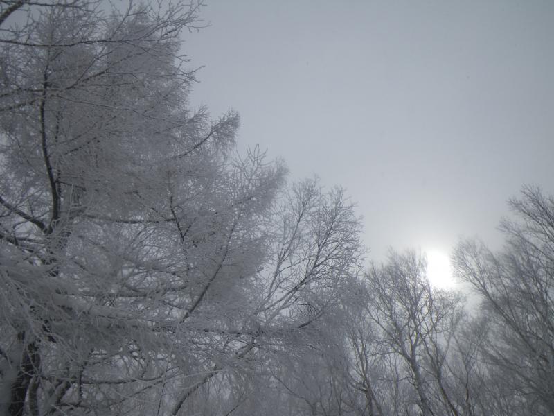薄い光に輝く樹氷